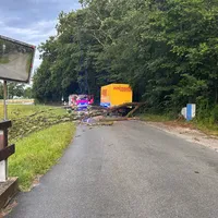 Baum auf Straße Wörth.jpg