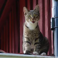 cat-53925_1280.jpg